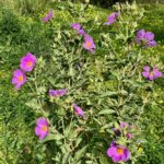 cistus albidus