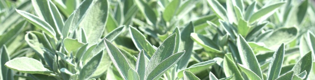 Consultoría en agricultura especializada salvia officinalis