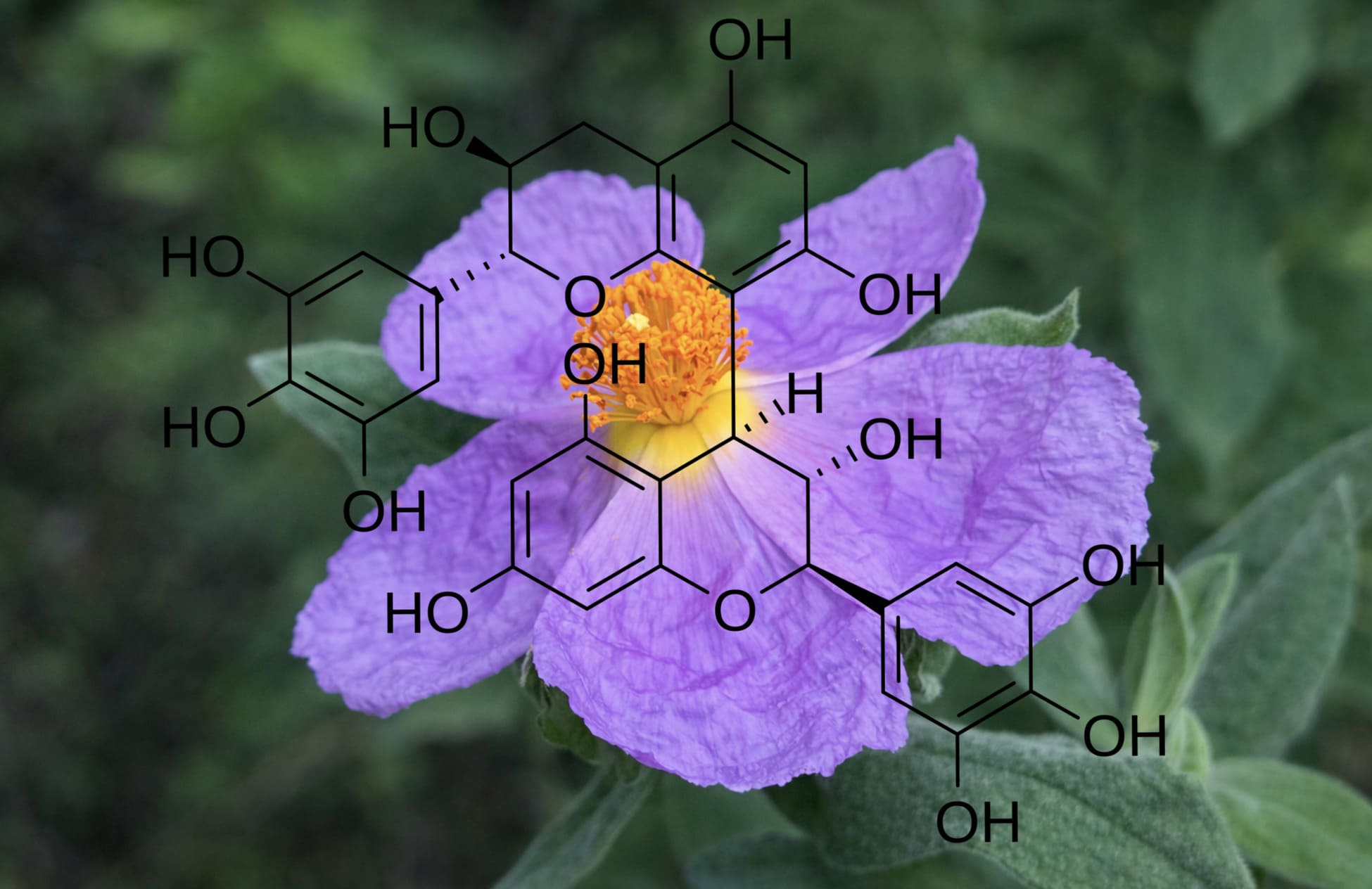 cistus etnofarmacologico